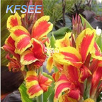 10usd Prodgf 5Pcs A Set Canna Flower Bulb