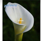 10usd Prodgf 5Pcs A Set Calla Flower Bulb