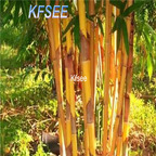 10usd Prodgf 2000Pcs A Set Gold Bamboo Seed