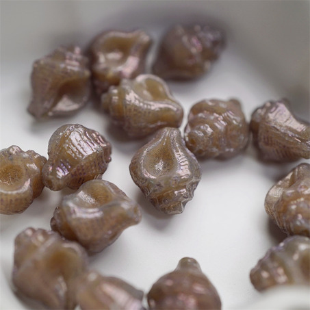 光泽灰棕色~海螺海洋生物贝壳类捷克珠玻璃琉璃珠 15X12MM-2